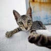santorini_cat