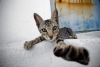 santorini_cat