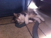 Nikita