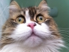 nikita-01-06-2013