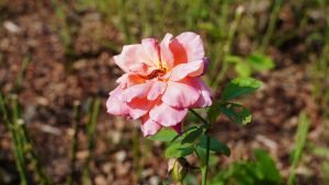 DSC05066